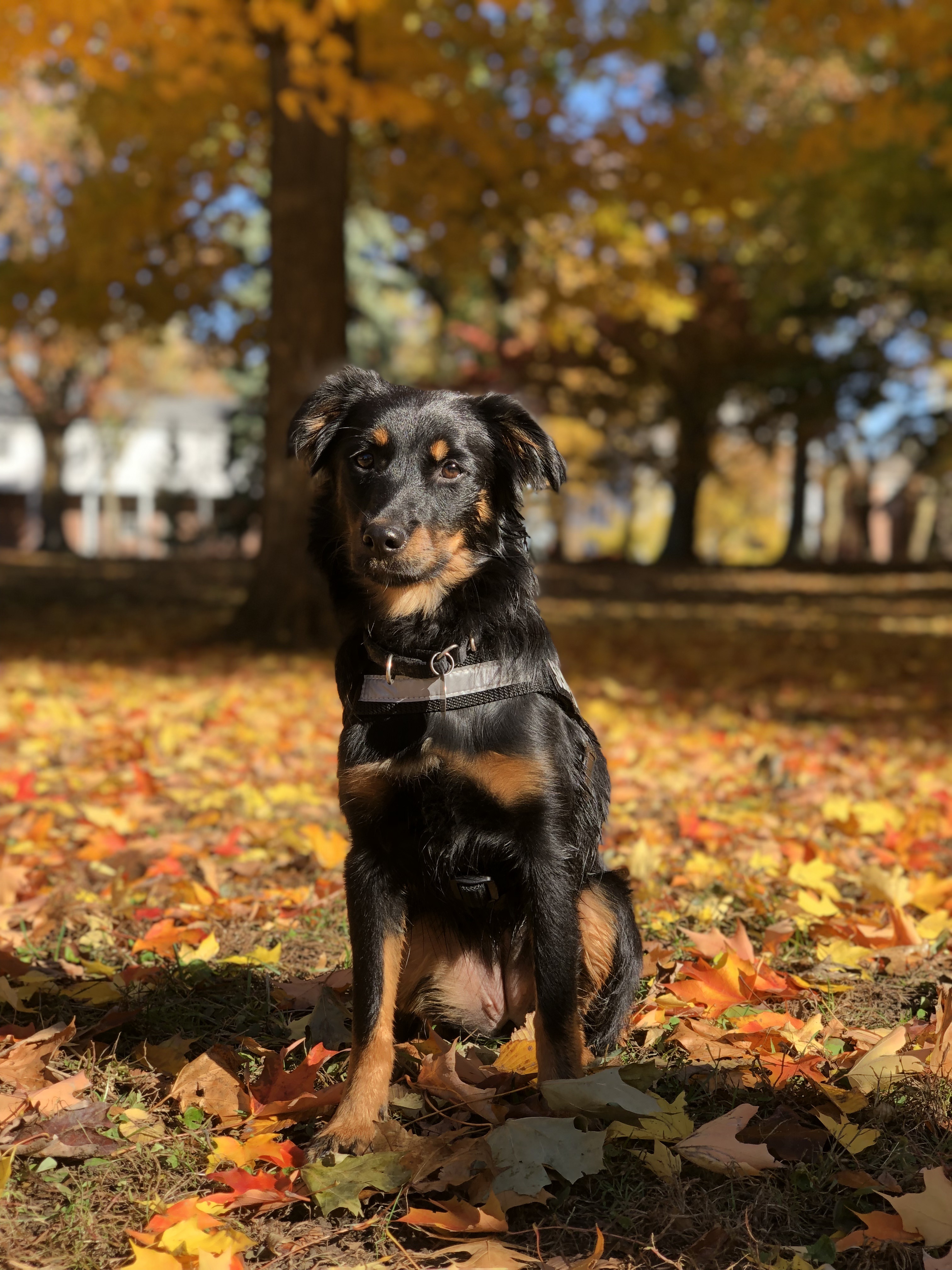 Governors Island’s pack of working dogs grows to four! Governors Island