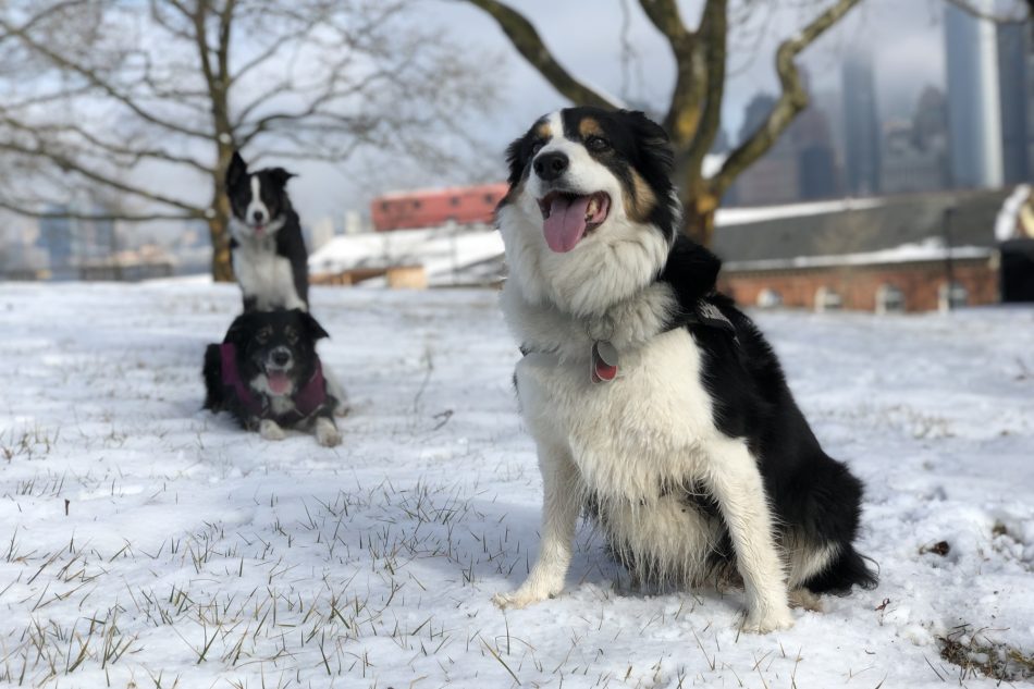 can dogs go to governors island