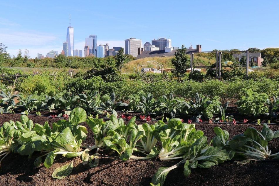 planted rows of vegetables at the Urban Farm on Governors island with lower Manhattan skyline in the distance.